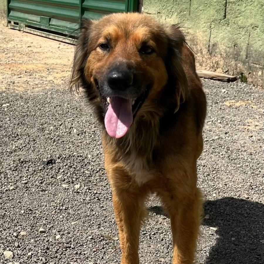 Lacerda, cachorro de porte médio para adoção em Santa Bárbara - MG