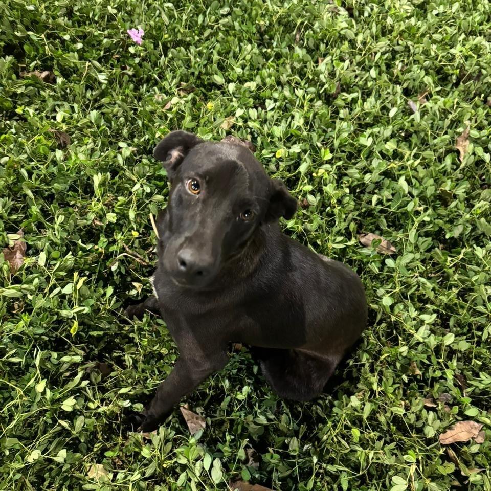 Teco, cachorro de porte pequeno para adoção em Santa Bárbara - MG