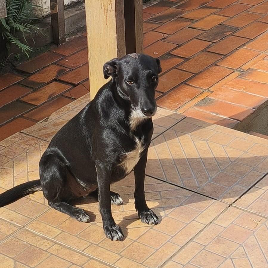 Nega, cadela de porte pequeno para adoção em Santa Bárbara - MG