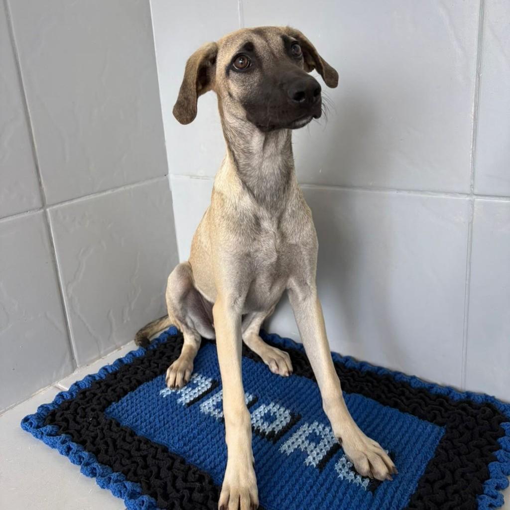Barbie, cachorro de porte médio para adoção em Santa Bárbara - MG