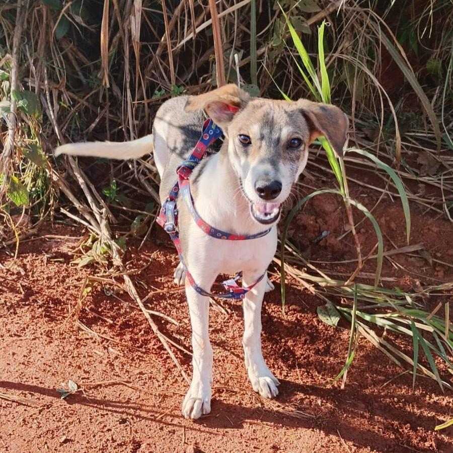 Tuco, cachorro de porte pequeno para adoção em Barão de Cocais - MG