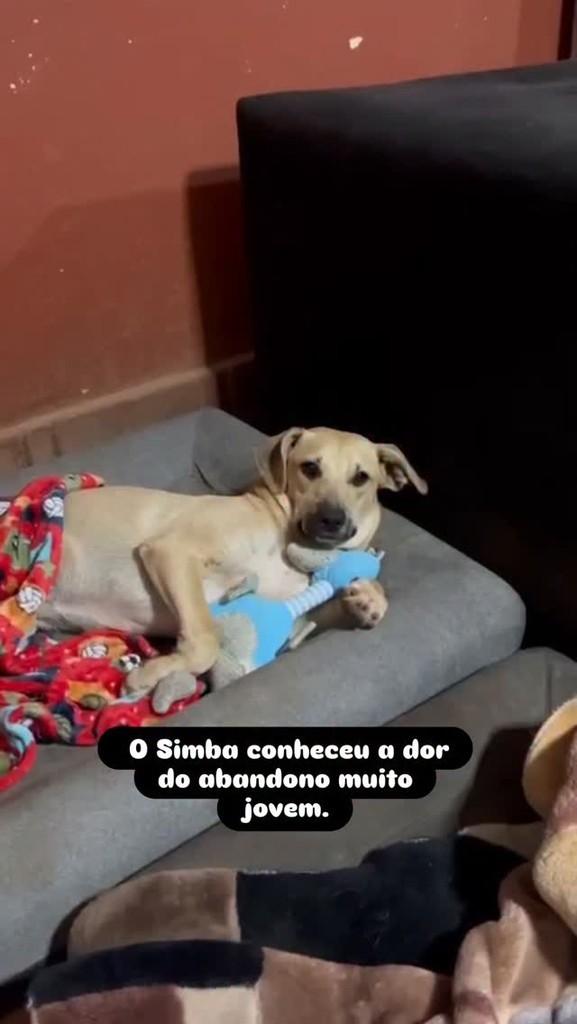 Simba, cachorro de porte pequeno para adoção em Araçoiaba da Serra - SP