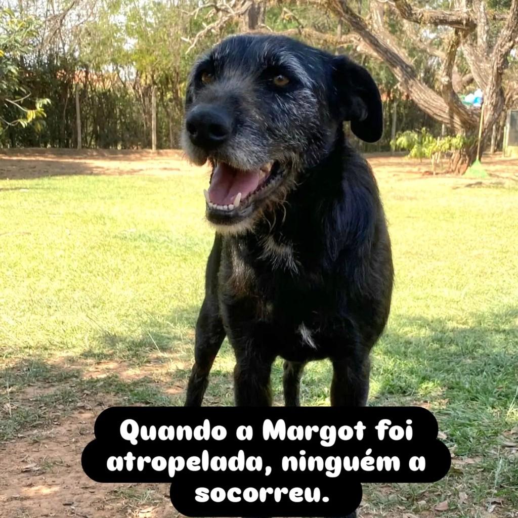Margot, cadela de porte médio para adoção em São Paulo - SP