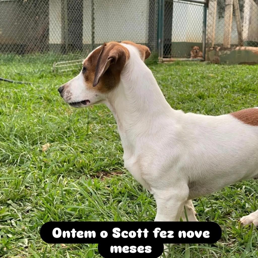 Scott, cachorro de porte pequeno para adoção em São Paulo - SP