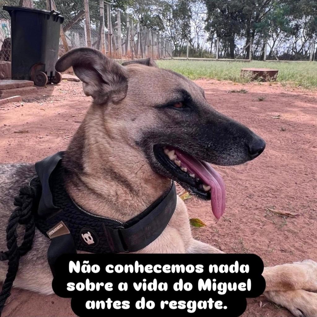 Miguel, cachorro de porte grande para adoção em São Paulo - SP