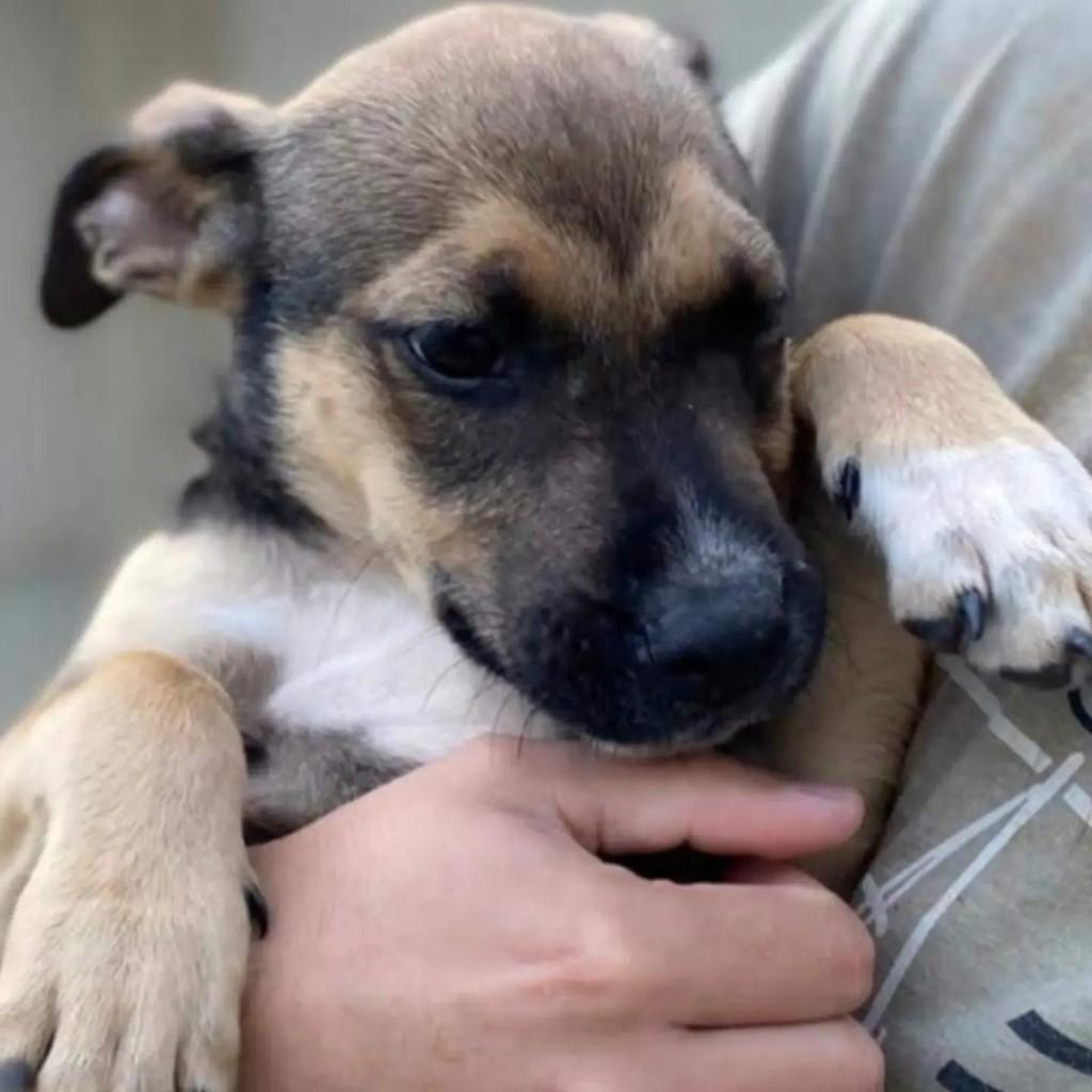 Bentinho, cachorro de porte pequeno para adoção em São Paulo - SP