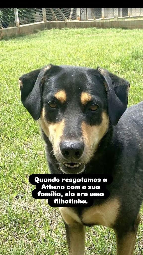 Athena, cachorro de porte médio para adoção em Araçoiaba da Serra - SP