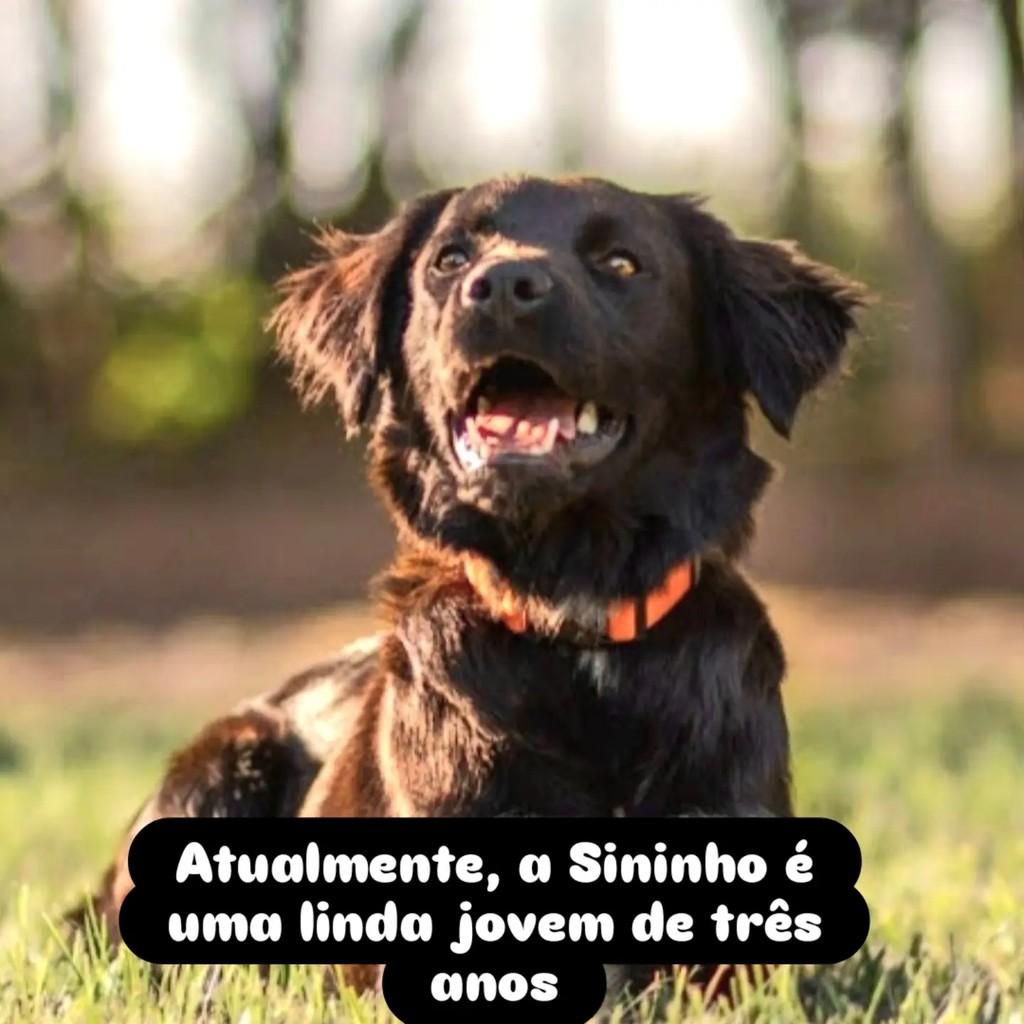 Sininho, cadela para adoção em Araçoiaba da Serra - SP