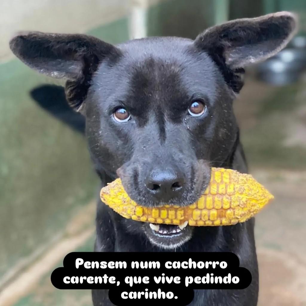 Ozzy, cachorro de porte médio para adoção em São Paulo - SP