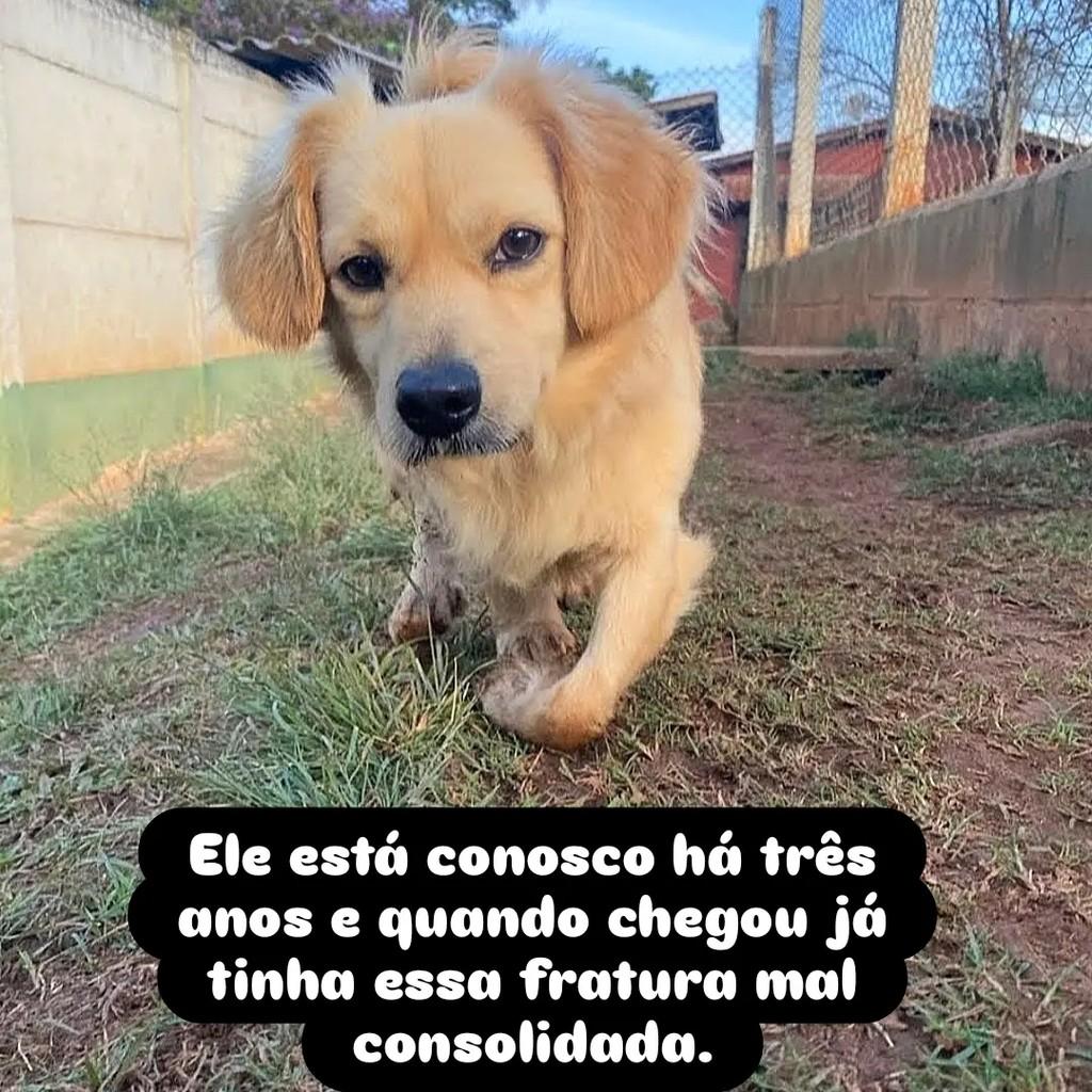 Tony, cachorro de porte pequeno para adoção em São Paulo - SP