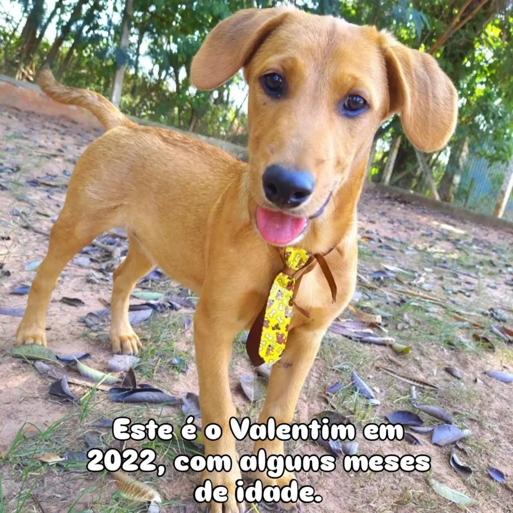 Valentim, cachorro de porte pequeno para adoção em Itu - SP