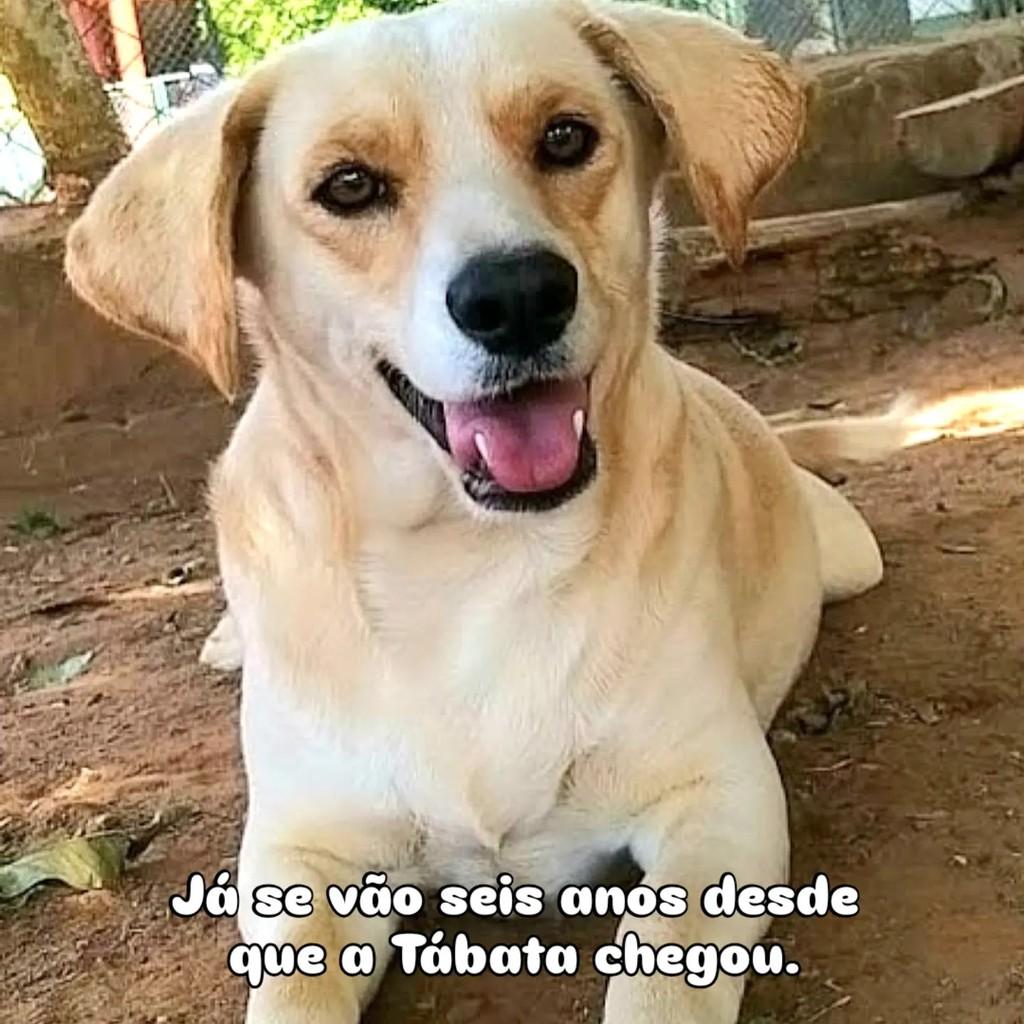 Tábata, cadela de porte pequeno para adoção em São Paulo - SP