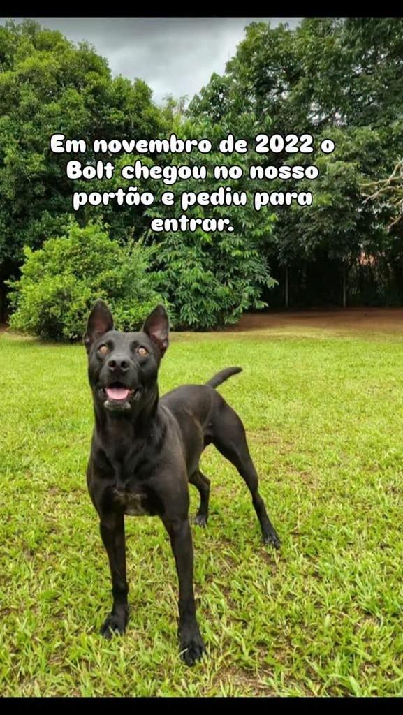 Bolt, cachorro de porte médio para adoção em Araçoiaba da Serra - SP