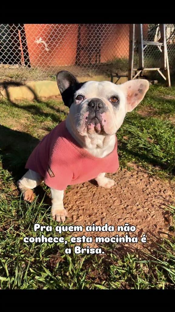 Brisa, cadela de porte médio para adoção em São Paulo - SP