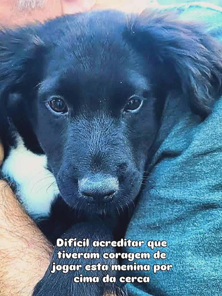Minnie, cadela de porte pequeno para adoção em São Paulo - SP