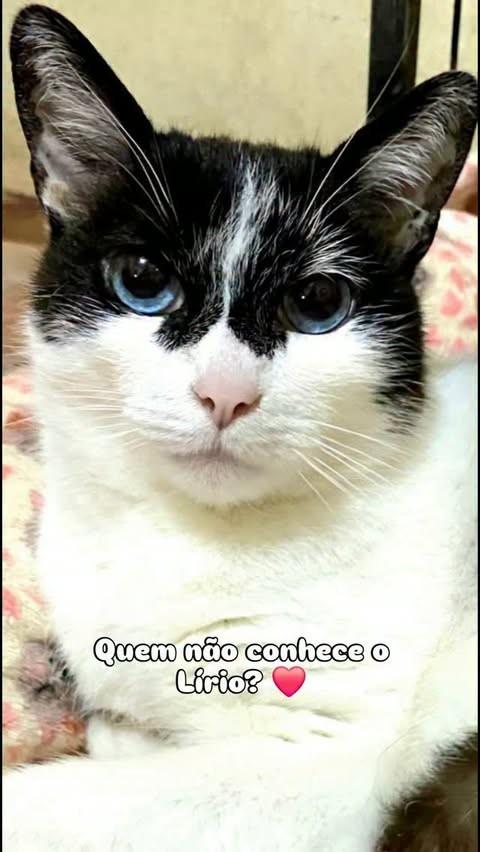 Lírio, gato de porte médio para adoção em Araçoiaba da Serra - SP