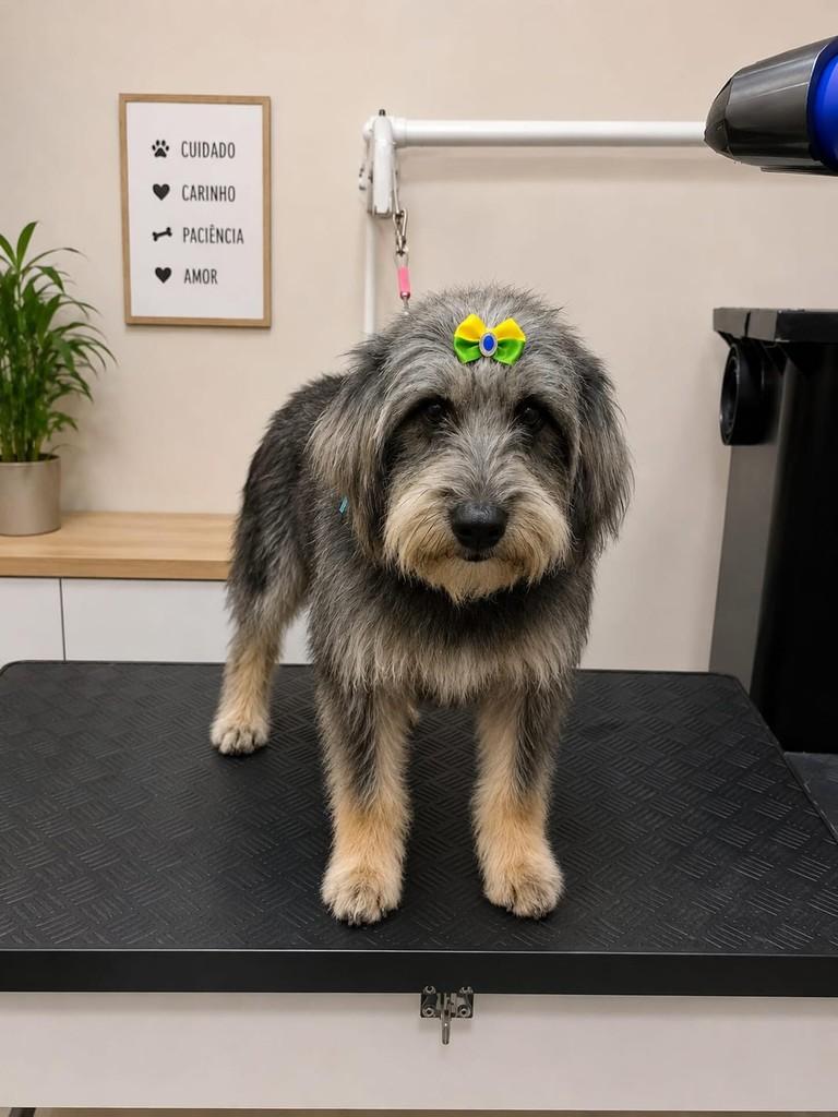 Princesa, cadela de porte médio para adoção em Tubarão - SC