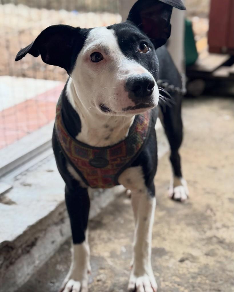 Bê, cachorro de porte grande para adoção em Tubarão - SC