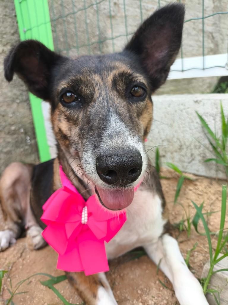 Mel, cachorro de porte médio para adoção em Tubarão - SC