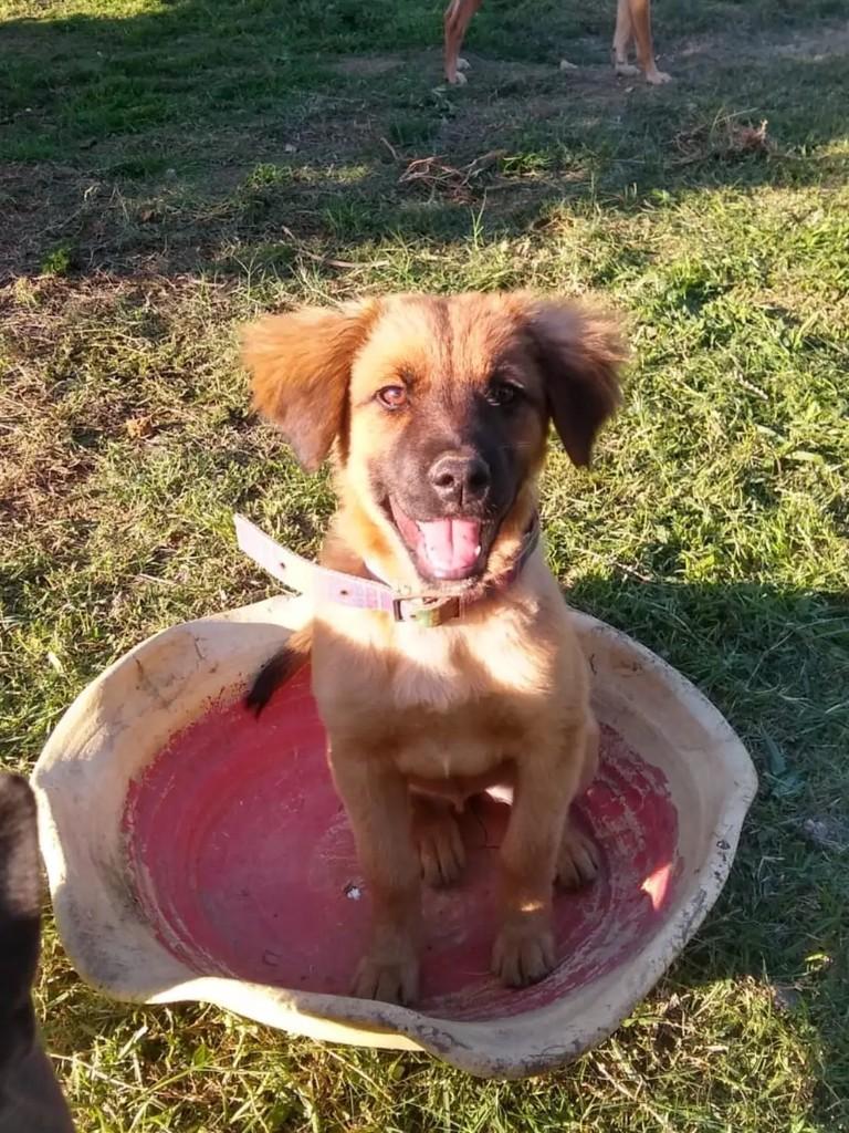 Antônia, cadela de porte pequeno para adoção em Tubarão - SC
