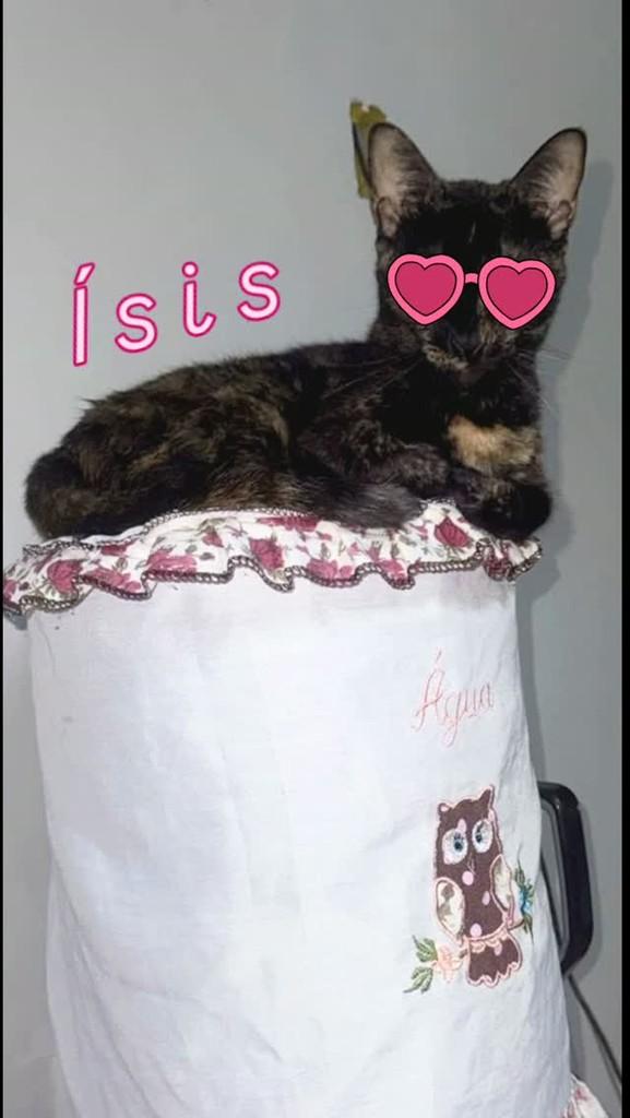 Ísis, gato de porte pequeno para adoção em Natal - RN