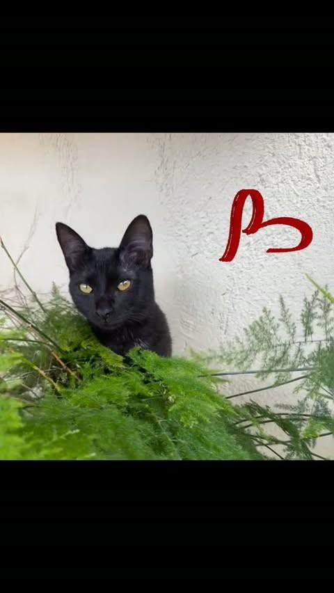 Fofinha, gato de porte pequeno para adoção em Natal - RN