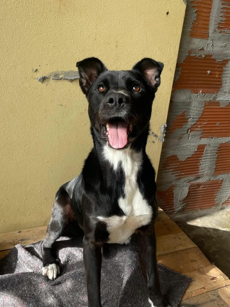 Criôlo, cachorro de porte médio para adoção em Novo Hamburgo - RS