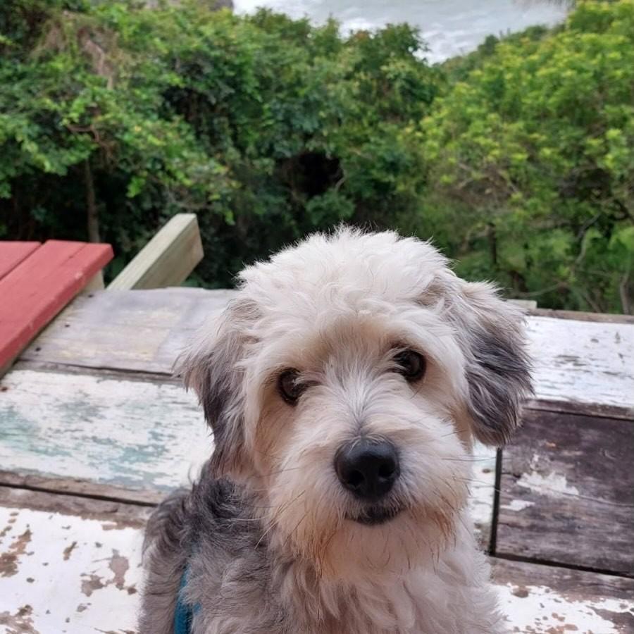 Rupert, cachorro de porte pequeno para adoção em Garopaba - SC