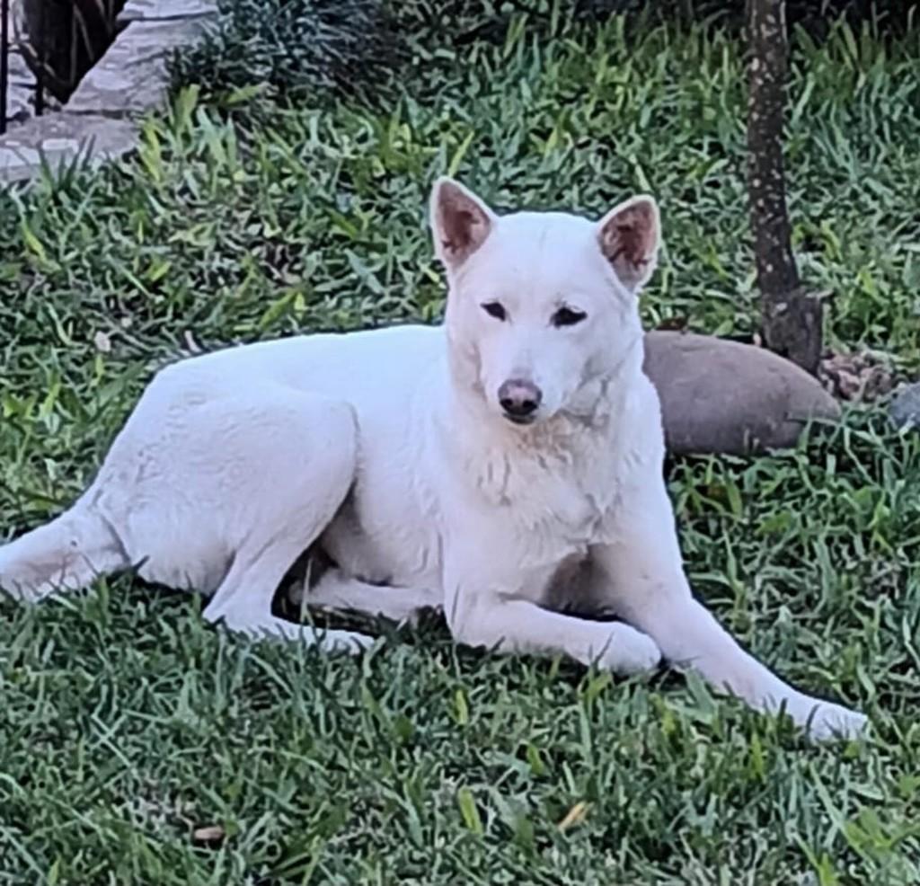 Cachorrinha, cadela de porte grande para adoção em Novo Hamburgo - RS