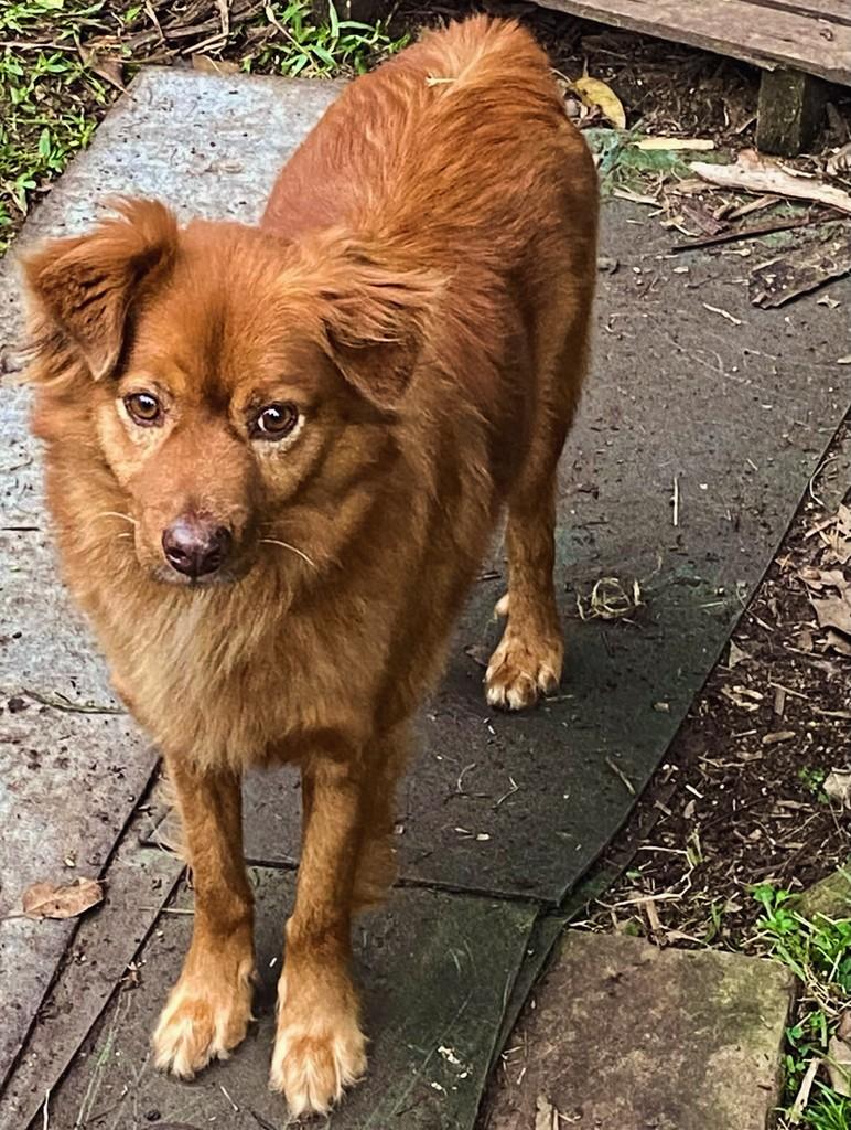 Isis, cachorro de porte pequeno para adoção em Novo Hamburgo - RS