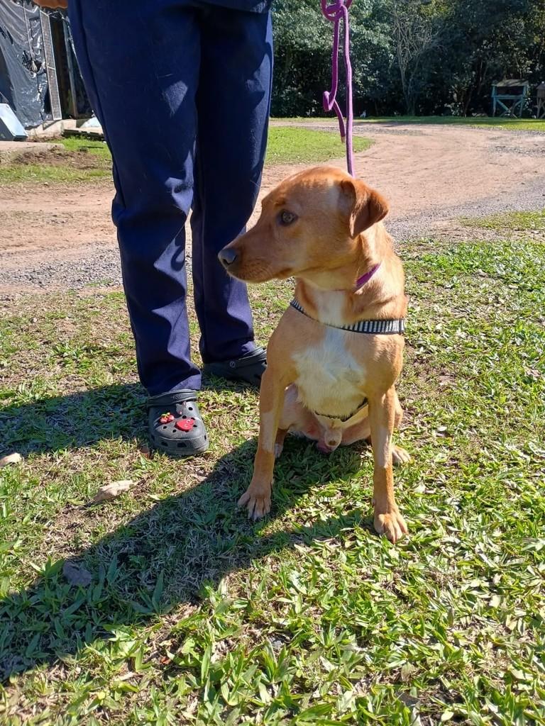 Dunga, cachorro de porte pequeno para adoção em Novo Hamburgo - RS