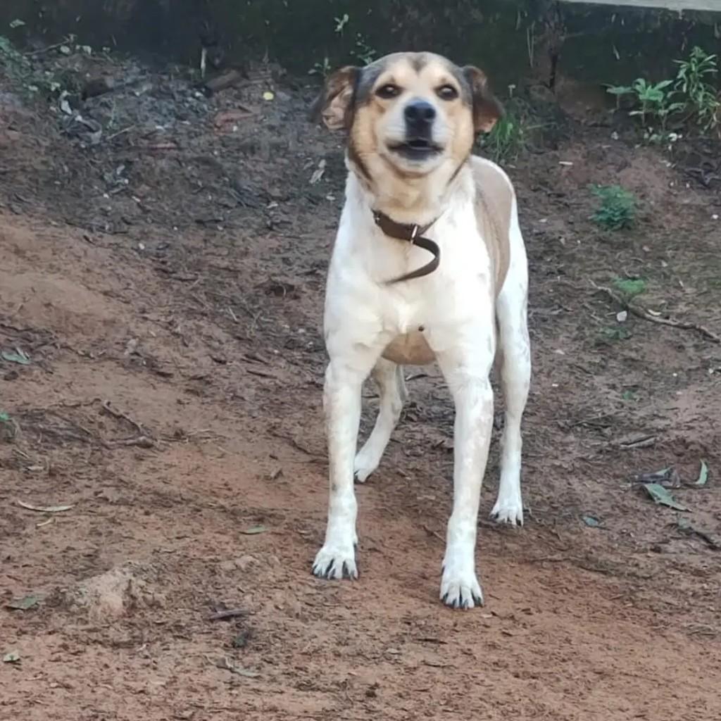 Thor, cachorro de porte médio para adoção em Novo Hamburgo - RS