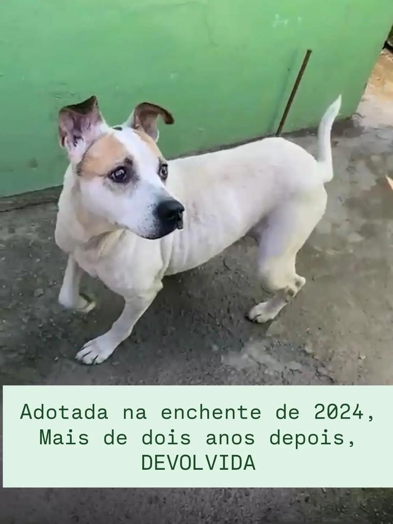 Bella, cachorro de porte médio para adoção em Novo Hamburgo - RS