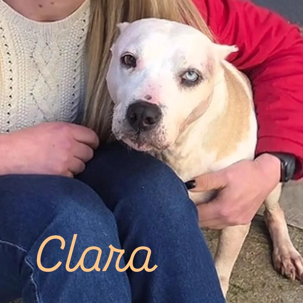 Clara, cachorro de porte médio para adoção em Novo Hamburgo - RS