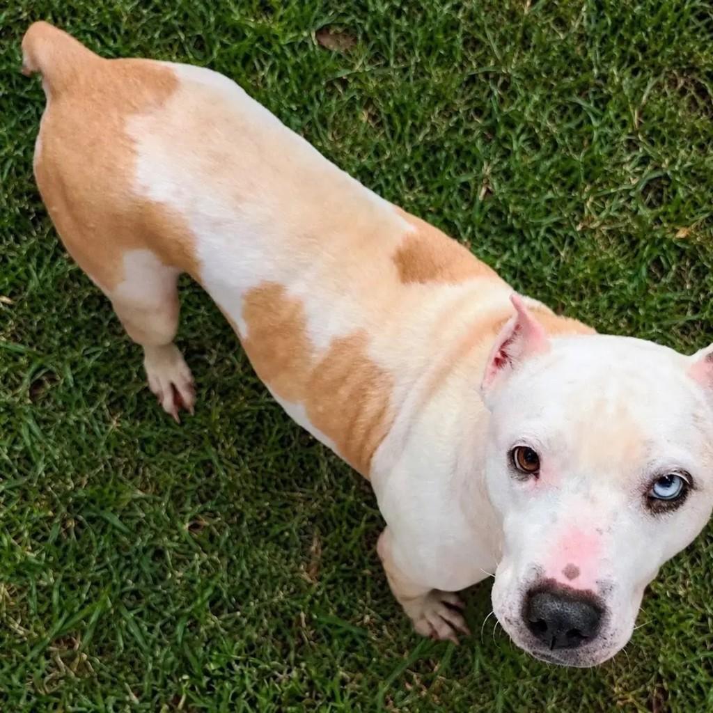 Clara, cachorro de porte médio para adoção em Novo Hamburgo - RS — foto 2 de 2