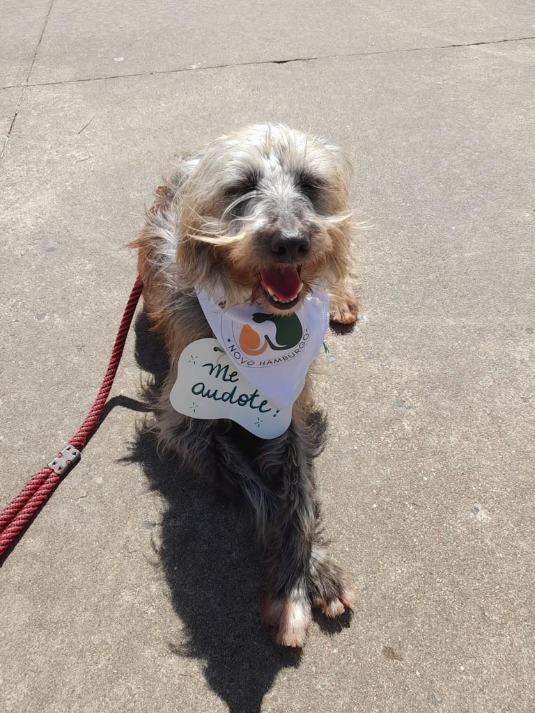 Alfredo, cachorro de porte pequeno para adoção em Novo Hamburgo - RS