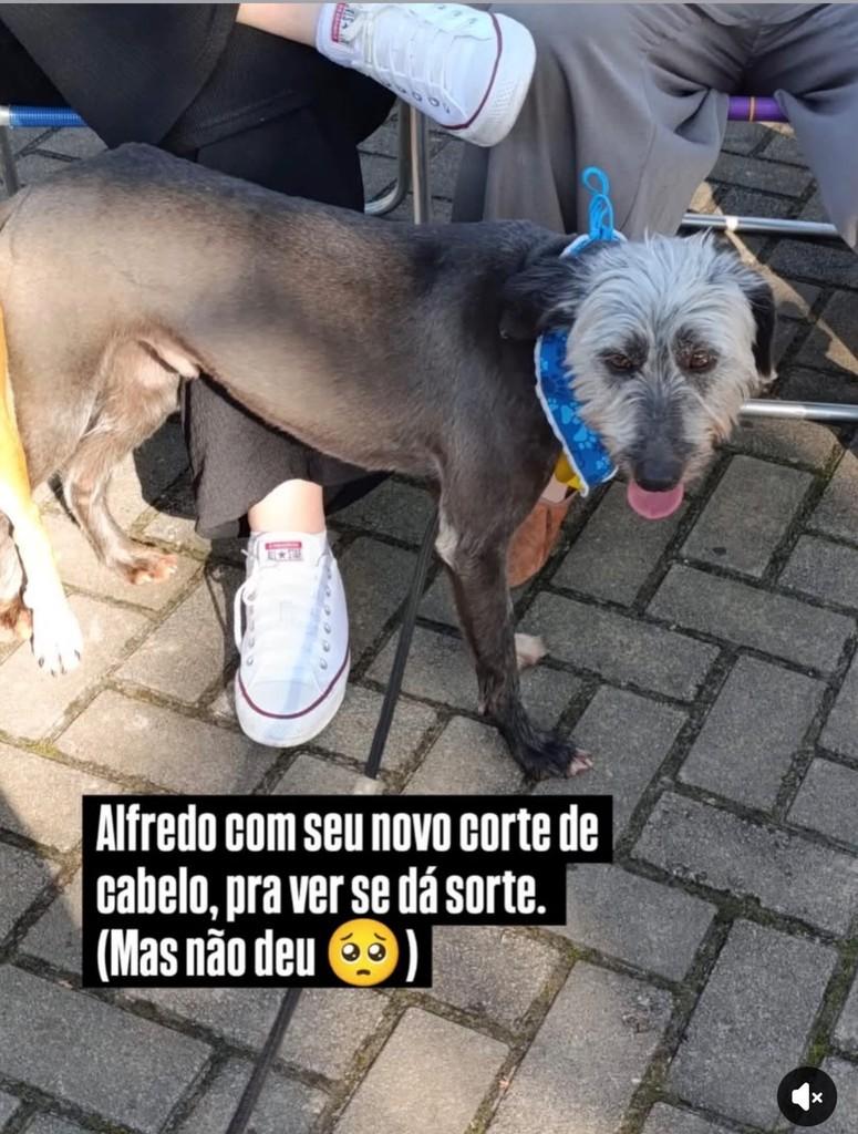 Alfredo, cachorro de porte pequeno para adoção em Novo Hamburgo - RS — foto 2 de 2