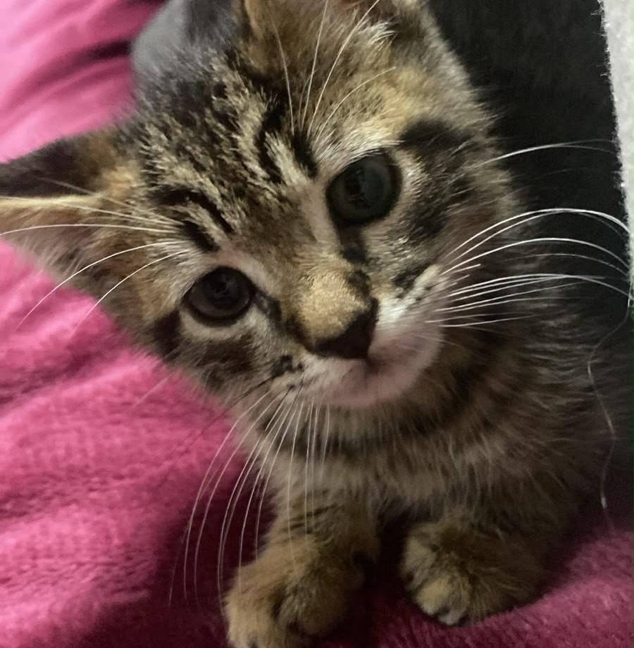 Miau, gata de porte pequeno para adoção em Campo Bom - RS