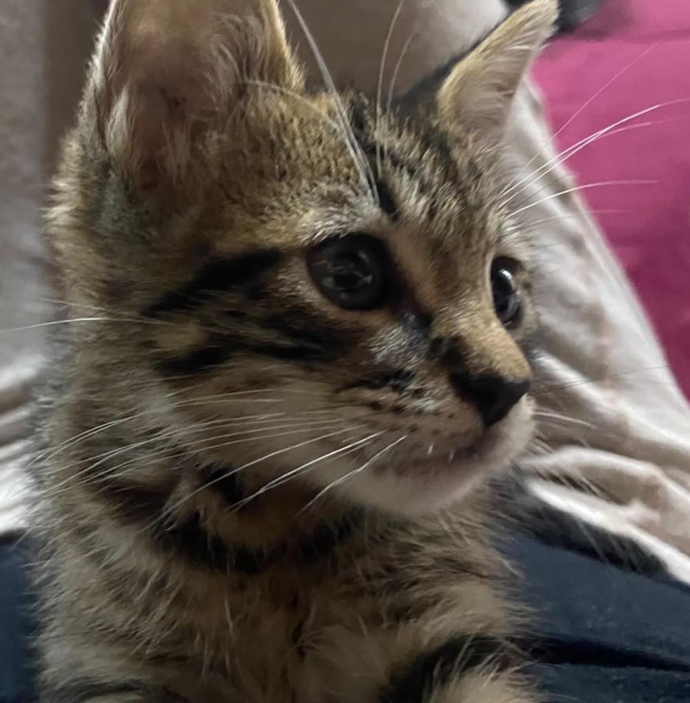 Miau, gata de porte pequeno para adoção em Campo Bom - RS — foto 2 de 7
