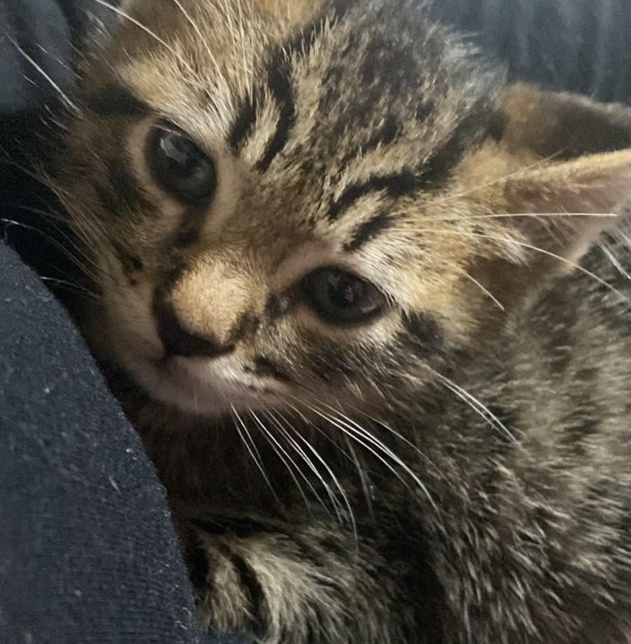 Miau, gata de porte pequeno para adoção em Campo Bom - RS — foto 3 de 7