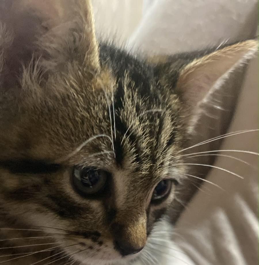 Miau, gata de porte pequeno para adoção em Campo Bom - RS — foto 4 de 7