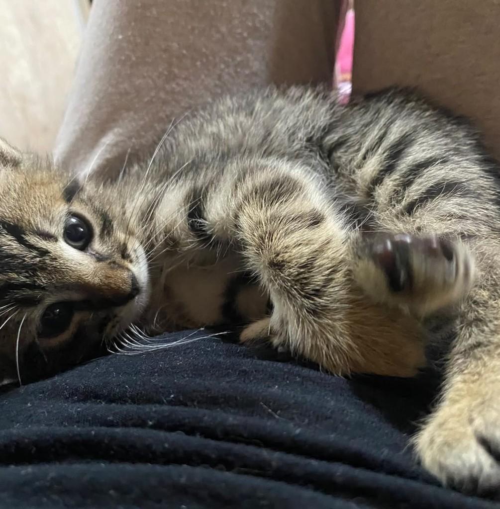 Miau, gata de porte pequeno para adoção em Campo Bom - RS — foto 5 de 7