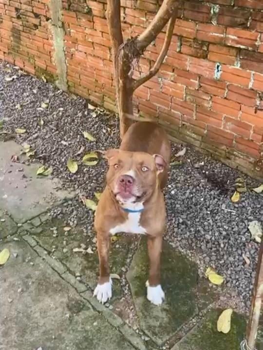 Thor, cachorro de porte médio para adoção em Novo Hamburgo - RS