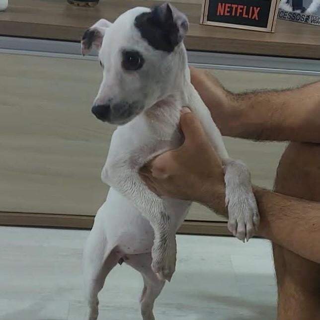 Nh, cadela de porte médio para adoção em Novo Hamburgo - RS