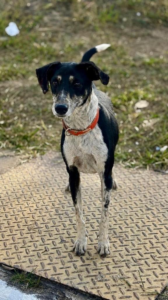 Alma, cachorro de porte pequeno para adoção em Betim - MG