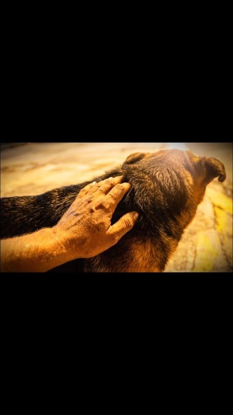 Sasá, cachorro de porte médio para adoção em Betim - MG