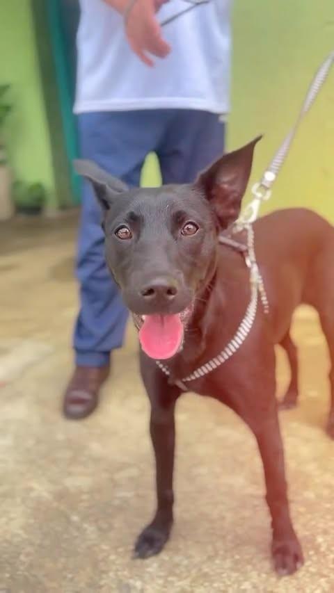 Pantera, cachorro de porte médio para adoção em Betim - MG