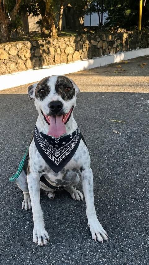 Fau Pirata, cachorro de porte médio para adoção em Betim - MG