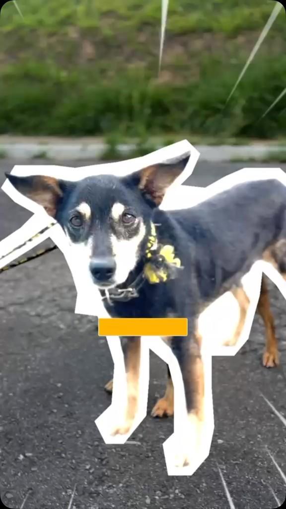 Cláudio Clover, cachorro de porte pequeno para adoção em Betim - MG