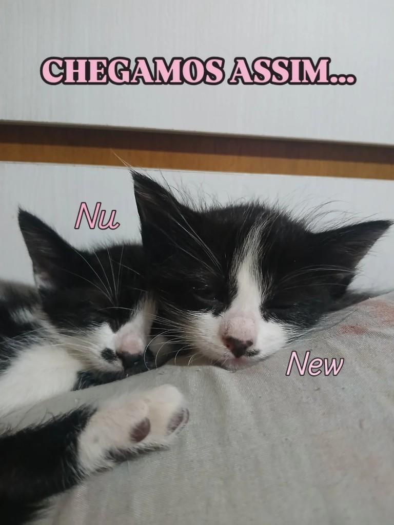 New, gata de porte pequeno para adoção em Rio de Janeiro - RJ